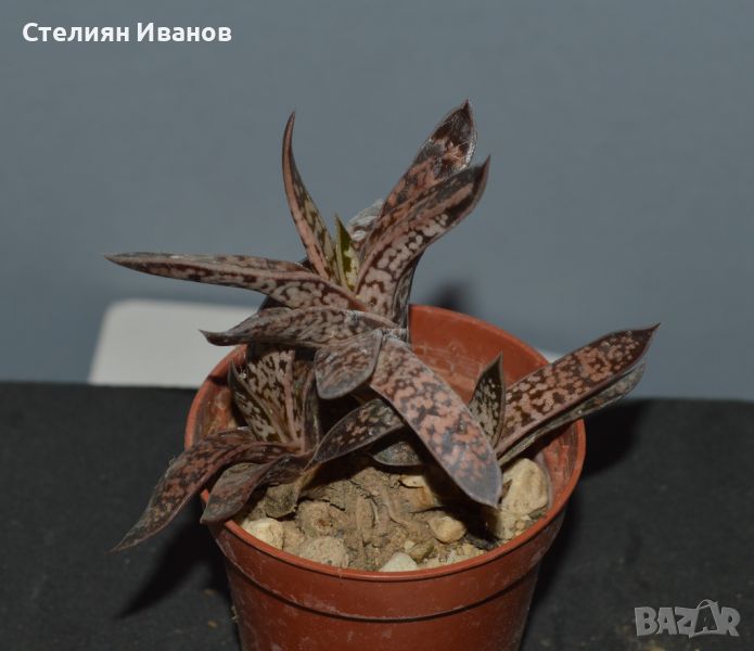 Двуцветна гастерия (Gasteria bicolor var. liliputana), снимка 1