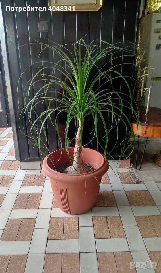 Нолина слонски крак, снимка 1