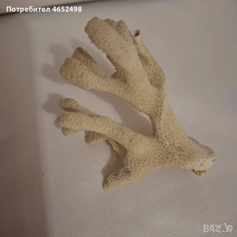 Естествен Морски Корал, снимка 1