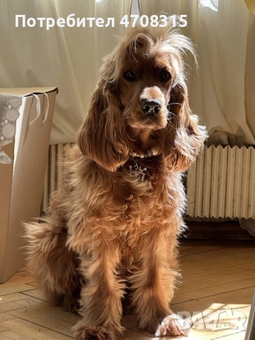 Кокер шпаньол червен момче, снимка 7 - Кокер шпаньол - 53274879