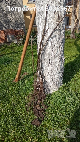 Смокини разсад