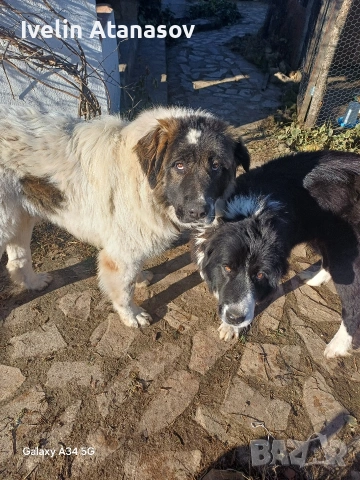 Каракачанки, снимка 8 - Каракачанска овчарка - 53474484