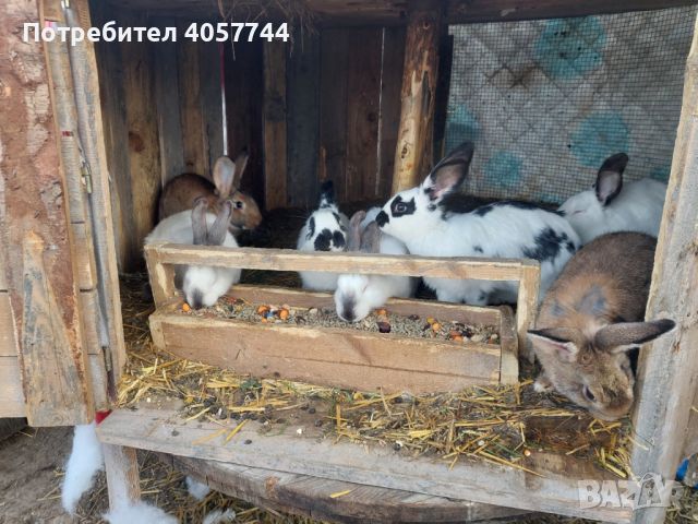 Зайци, снимка 3 - Други животни - 45162929