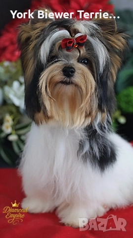 Йоркширски Териер! Най-добри приятели за семейство! Родословие, доставка 