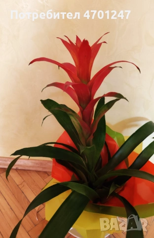 Декоративно цвете Гузмания, снимка 4 - Стайни растения - 53981816