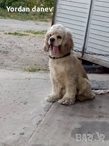 Америка кокер шпаньол за разплод , снимка 9 - Кокер шпаньол - 51931720