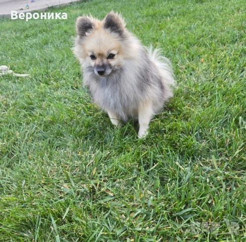 померан момче 1.900кг, снимка 8 - Померан - 52054274