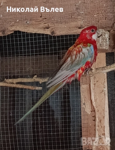 Пенанти,розели и пойни, снимка 2 - Папагали - 53256284