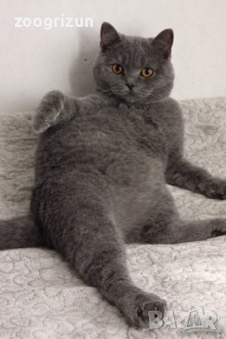 Шотландско котенце, снимка 2 - Други - 53172089