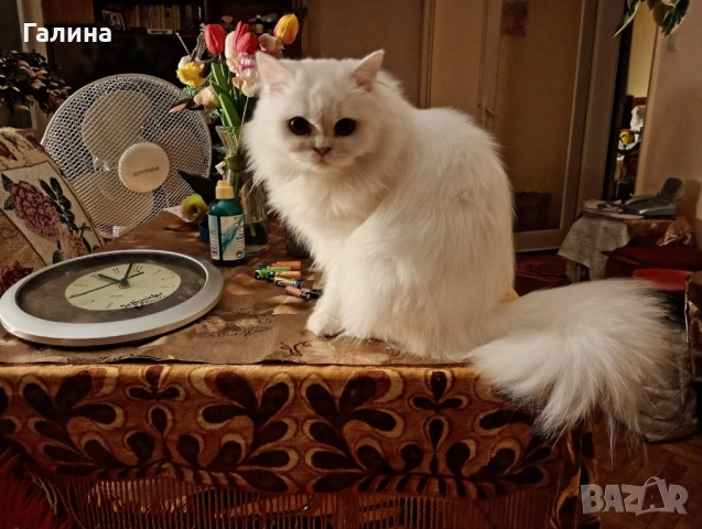 Персийчета, снимка 1