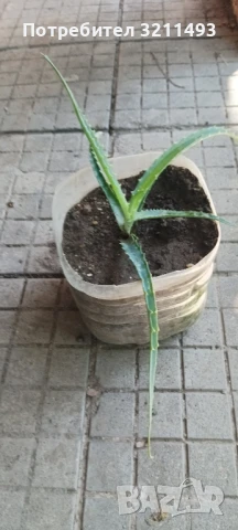 Продавам чашкодрян, салвия, алое,чемшир ,делосперма, снимка 11 - Градински цветя и растения - 34722969