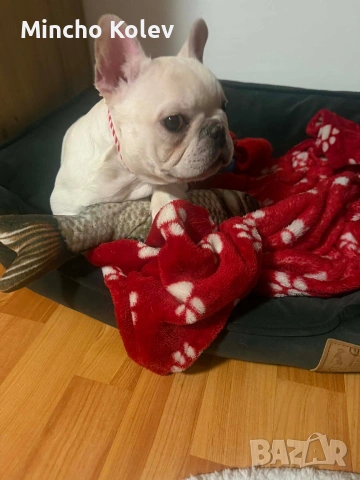 френски булдог Блу тен платинум , снимка 16 - Френски булдог - 53187558