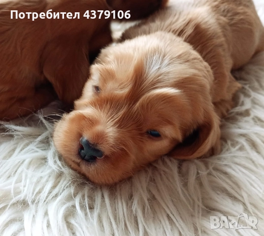 Кокер шпаньол родословен баща момче, снимка 2 - Кокер шпаньол - 52912435