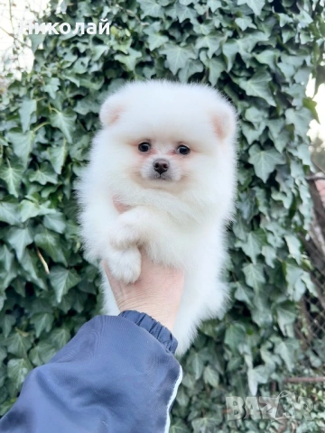 Померан мини момче със втора ваксина, снимка 2 - Померан - 53623973