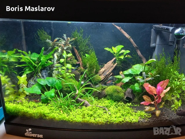 Аквариум Diversa + всичко необходимо