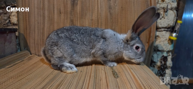  зайци , снимка 2 - Други - 52652543