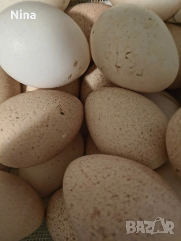 яйца от селски домашни пуйки