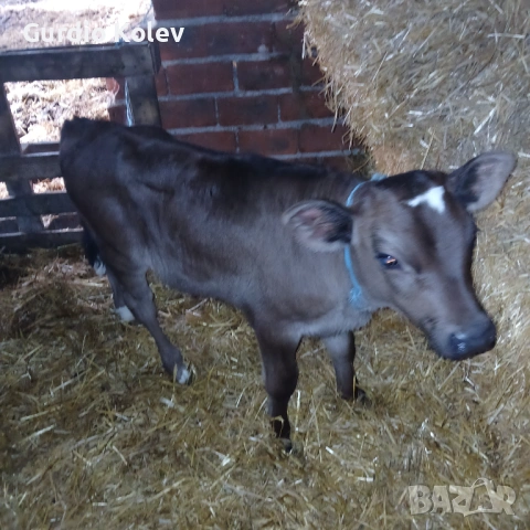 Телета , снимка 2 - Крави - 53483716