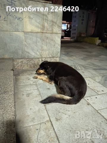 Бубка търси дом! , снимка 5 - Други - 52928376