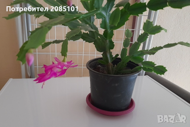 Коледниче, снимка 8 - Стайни растения - 52539915