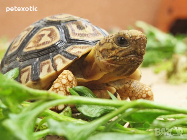 Леопардова Сухоземна Костенурка, снимка 6 - Костенурки - 45325608