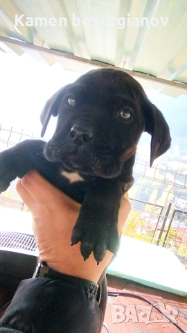 Кане Корсо , снимка 12 - Кане корсо - 52342406