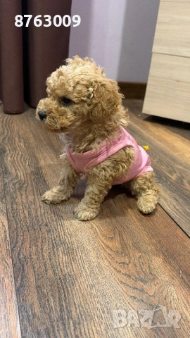 Той пуделчета , снимка 4 - Пудели - 54246185