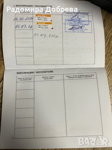 Френски булдог, снимка 13 - Френски булдог - 53711301