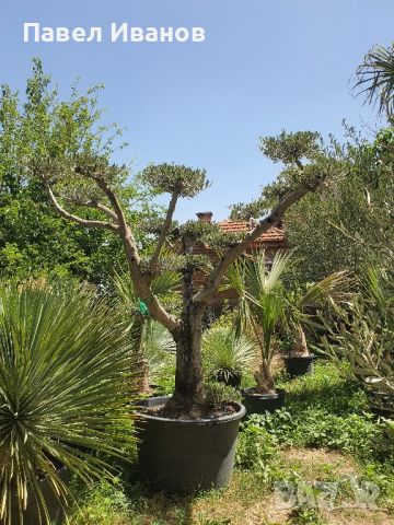 Маслиново дърво за перфектният декор на вашата градина!!!, снимка 14 - Градински цветя и растения - 46413845