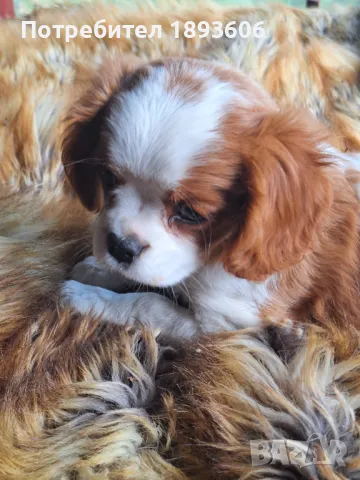 Кавалер Кинг Чарлз шпаньол, снимка 11 - Кавалер кинг чарлз шпаньол - 50016007