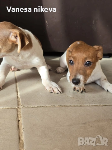 мини Джак Ръсел териер , снимка 2 - Джак ръсел териер - 53359087