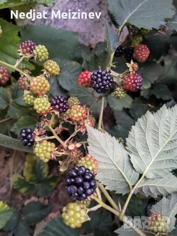 Разсад ягоди, малини и къпини, снимка 5 - Стайни растения - 51199735