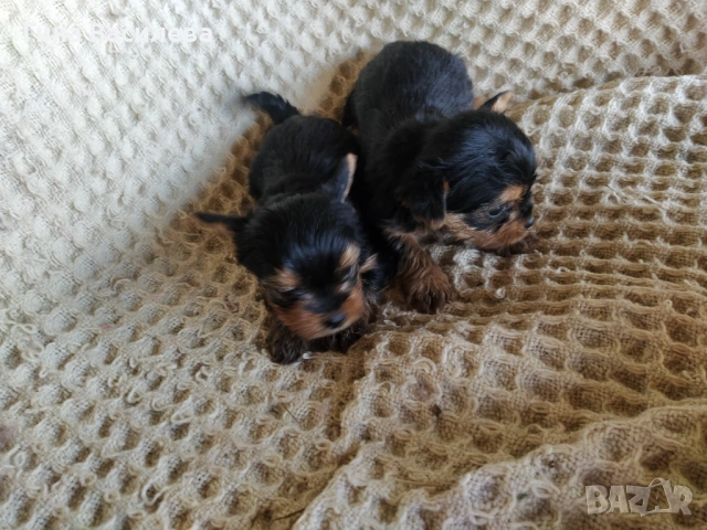 мини йоркширски териер, снимка 2 - Йоркширски териер - 54200625