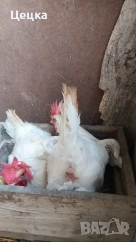 Яйца за консумация, снимка 6 - Други животни - 54003107