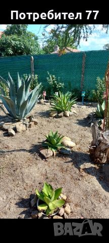 agave desmettiana агаве десметиана, снимка 1 - Градински цветя и растения - 42092246