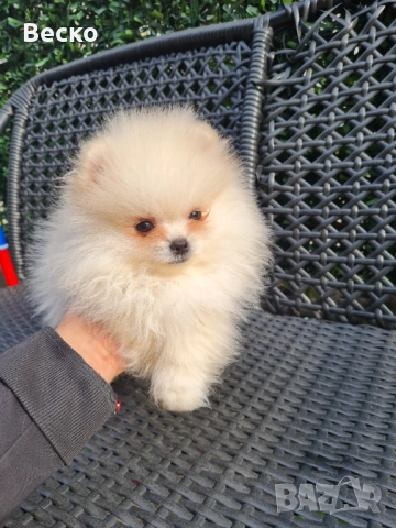Померан мини мъжки , снимка 3 - Померан - 53731714