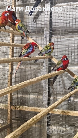 Свободни папагали, снимка 9 - Папагали - 54031471