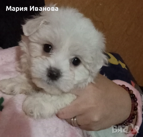 Малтийска болонка , снимка 2 - Болонка - 52902640