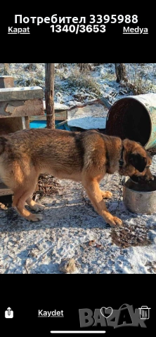 Подаряваме куче, снимка 9 - Изгубени/намерени - 52381561