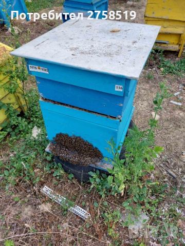 пчелни отводки 2024г, снимка 5 - За пчели - 45286426