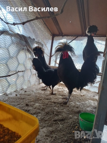 Продавам разплодни яйца , снимка 12 - Кокошки и пуйки - 39458687