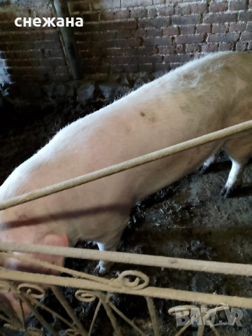 Продавам прасе 