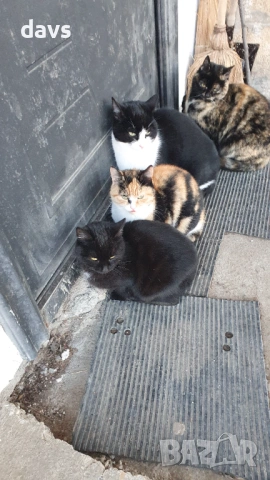 Черна котка на 6 месеца търси дом, снимка 9 - Други - 53116657