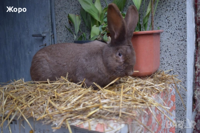 Зайци за разплод, снимка 7 - Други животни - 53611714