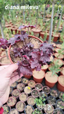  Хойхера Дворцово лилаво, Heuchera "Palace Purple"!!, снимка 12 - Градински цветя и растения - 46175493