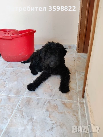 куче лагото Романьоло, снимка 1