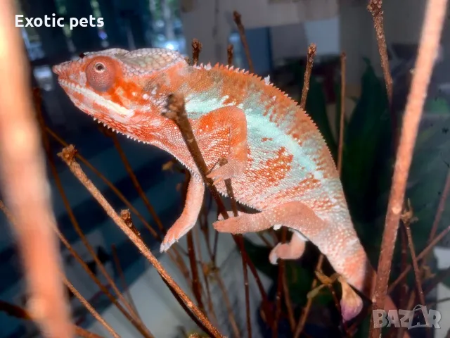 Леопарадов хамелеон, panther chameleon (furcifer pardalis) nosy be, снимка 4 - Хамелеон - 47242414