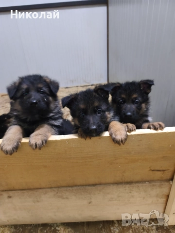 Малки немски овчарки, снимка 4 - Немска овчарка - 51923790