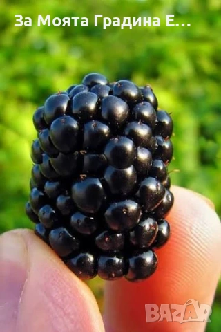 Къпина Лох-Нес без бодли. 