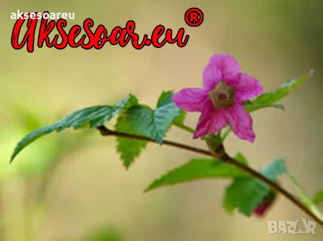 20 Семена от Британска Есенна Златна Малина Златни витаминозни Сладки Малини от Колумбия плодове, снимка 8 - Сортови семена и луковици - 50220808